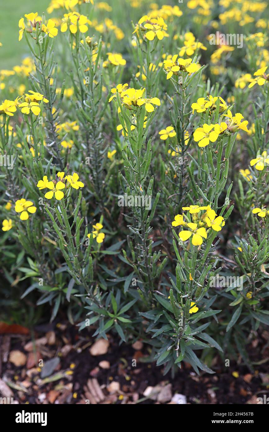 Erysimum ‘Sugar Rush Yellow’ Wandblume Sugar Rush Yellow – gelbe Blüten und dunkelgrüne lanzförmige Blätter, Oktober, England, Großbritannien Stockfoto
