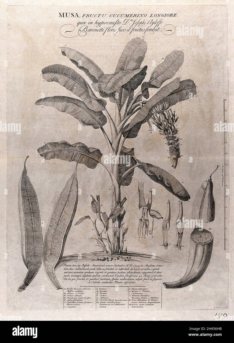 Bananenpflanze (Musa-Arten): Blhende und fruchtige Pflanze mit Stolonen  und separaten floralen Segmenten und geschnittenen Frchten, auch eine  Beschreibung des Wachstums der Pflanze, anatomische Etiketten und eine  Skala bar. Radierung von G. D.