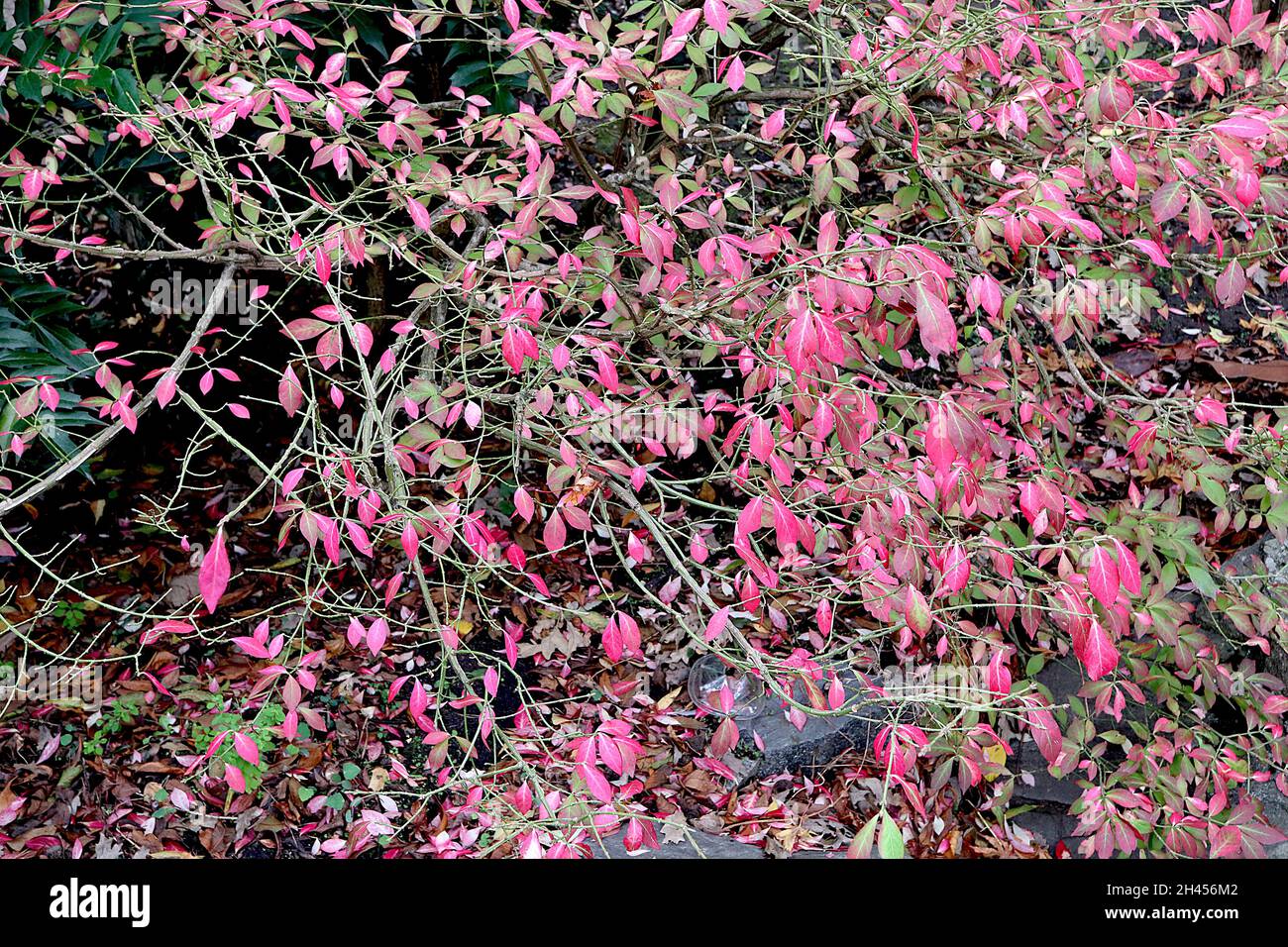 Euonymus alatus geflügelte Spindel – leuchtend rosa, spitze ovate Blätter, Oktober, England, Großbritannien Stockfoto