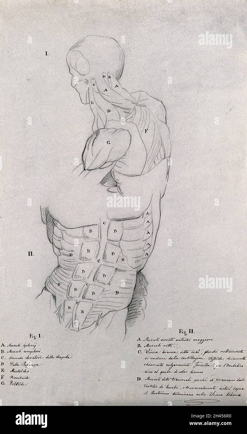 Kopf, Hals, Schultern und Rumpf eines männlichen Ecorchés: Zwei Figuren. Bleistiftzeichnung von J.C. Zeller ca. 1833 (?) Nach B. Genga, 1691. Stockfoto Kopf, Hals, Schultern und Rumpf eines männlichen Ecorchés: Zwei Figuren. Bleistiftzeichnung von J.C. Zeller ca. 1833 (?) Nach B. Genga, 1691. Stockfoto