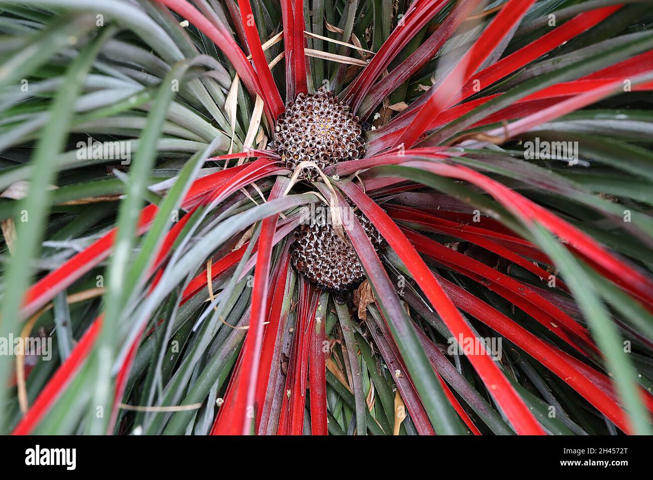 Fascicularia bicolor purpurrot bromeliad – blassviolette Blütenrosette und Hügel aus steifen, graugrünen Blättern und zentralen scharlachroten Blättern, Oktober, Großbritannien Stockfoto