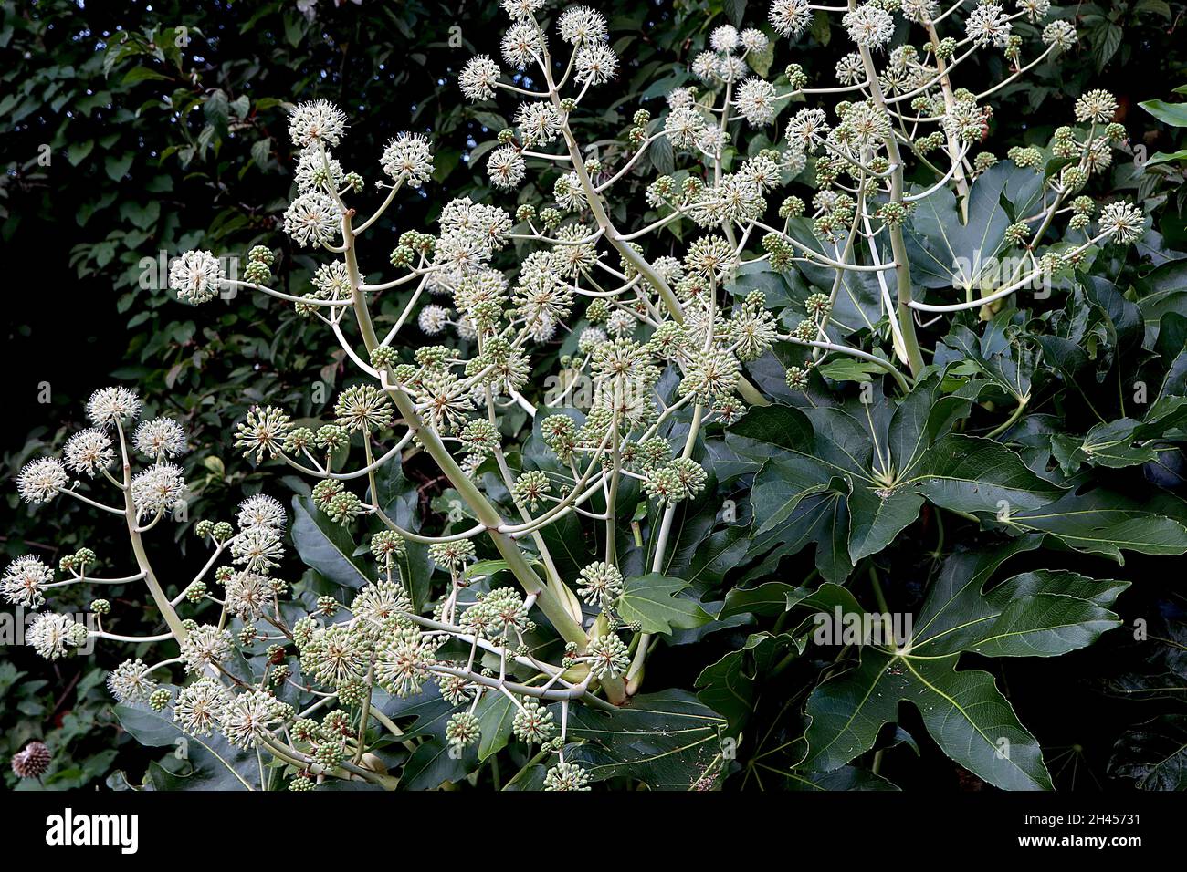 Fatsia japonica Ölpflanze oder Papierpflanze – kugelförmige Dolden aus winzigen weißen Blüten und großen dunkelgrünen glänzenden Blättern, Oktober, England, Großbritannien Stockfoto