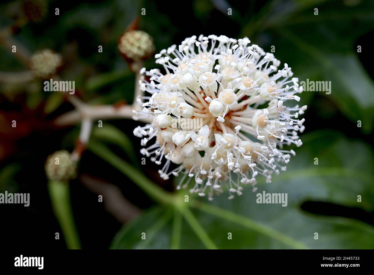 Fatsia japonica Ölpflanze oder Papierpflanze – kugelförmige Dolden aus winzigen weißen Blüten, Oktober, England, Großbritannien Stockfoto