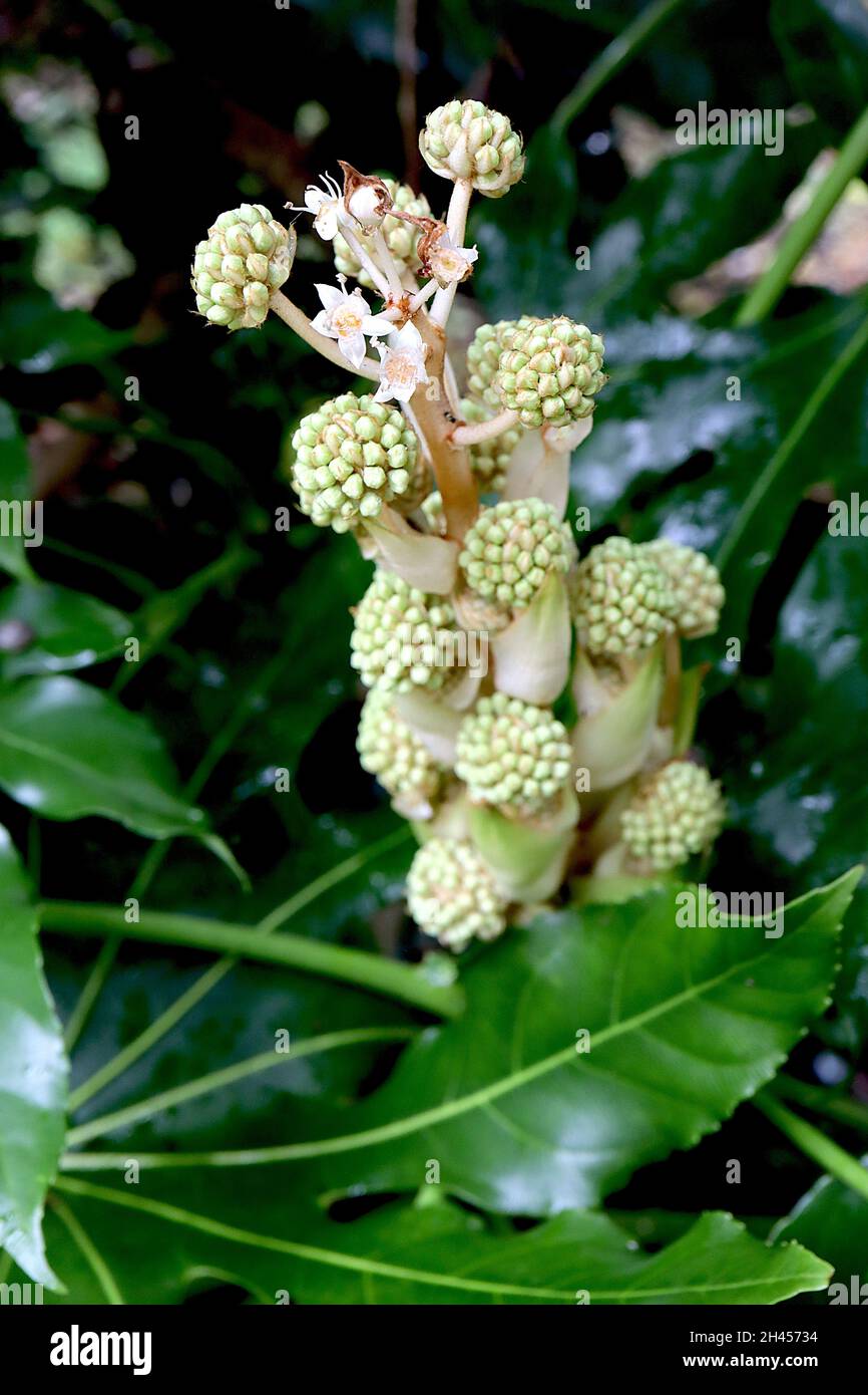 Fatsia japonica Ölpflanze oder Papierpflanze – dichte Büschel blassgrüner Blütenknospen, Oktober, England, Großbritannien Stockfoto