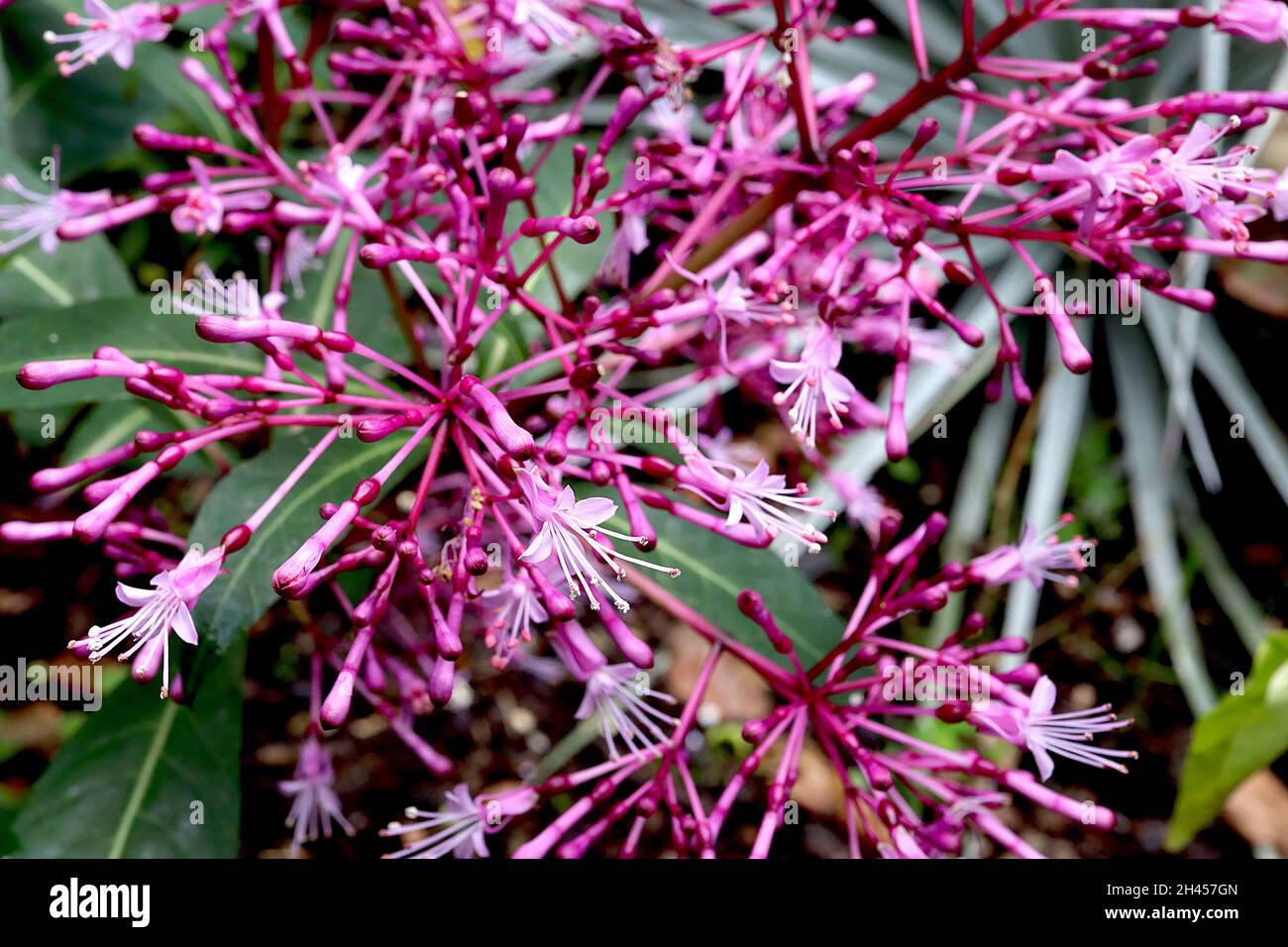 Fuchsia paniculata paniculate fuchsia – luftige Rispen aus kleinen blassrosa Blüten mit reflexartigen Blütenblättern und purpurroten Eierstöcken, Oktober, England, Großbritannien Stockfoto