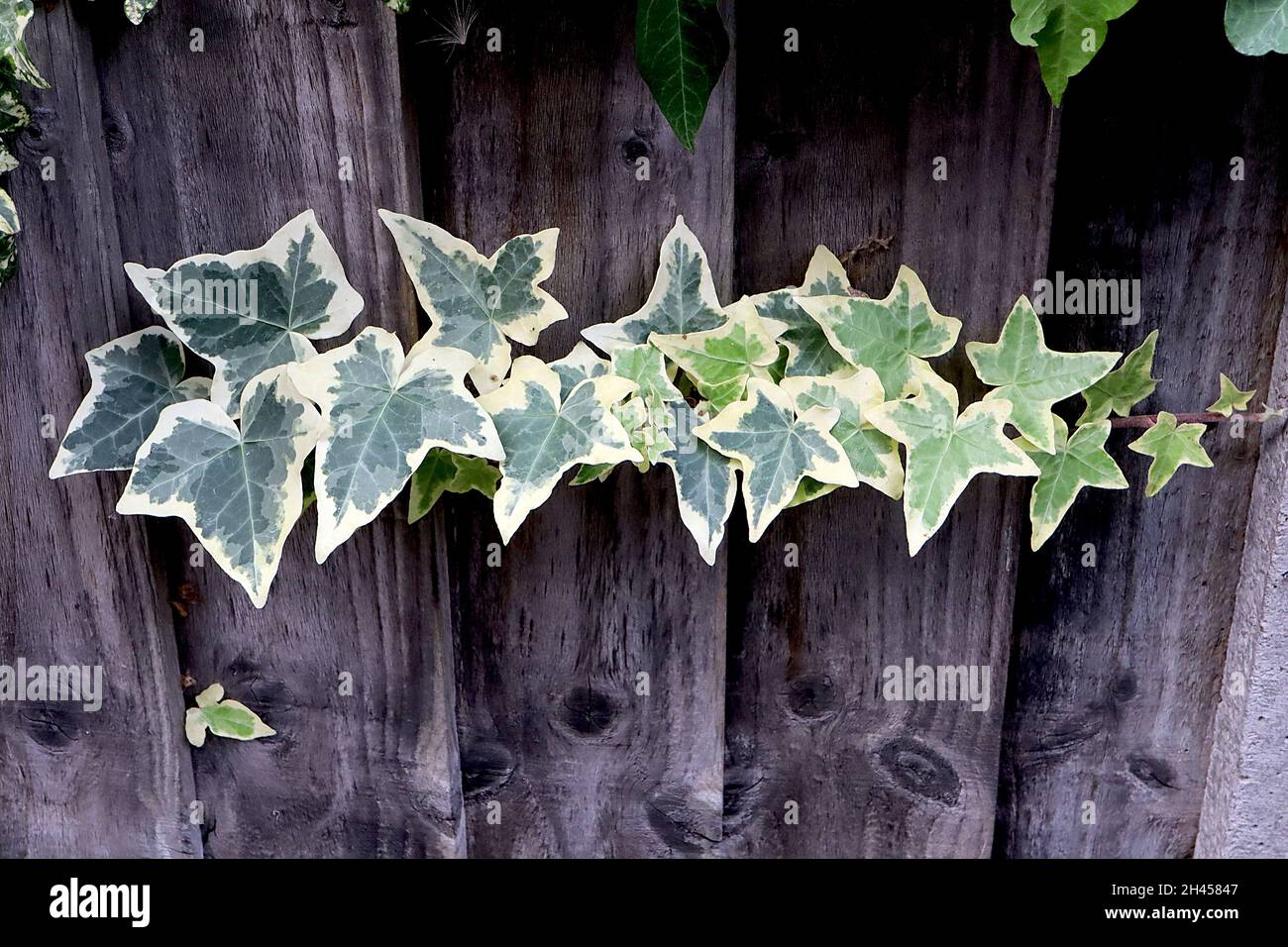 Hedera algeriensis ‘Gloire de Marengo’ algerischer Efeu – bunter Efeu mit spitzem Zentrallappen, Oktober, England, Großbritannien Stockfoto