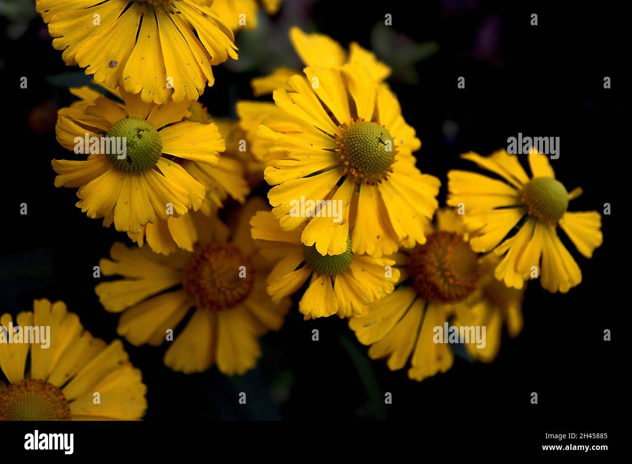 Helenium autumnale ‘Salud Yellow’ Niesen-Gelb – gelbe Blüten mit gelber oder grüner Mitte, Oktober, England, Großbritannien Stockfoto