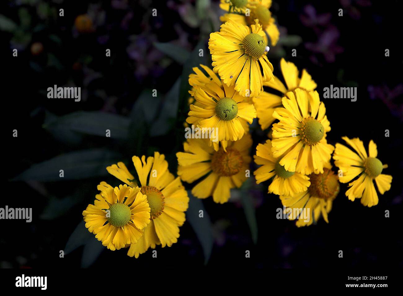 Helenium autumnale ‘Salud Yellow’ Niesen-Gelb – gelbe Blüten mit gelber oder grüner Mitte, Oktober, England, Großbritannien Stockfoto