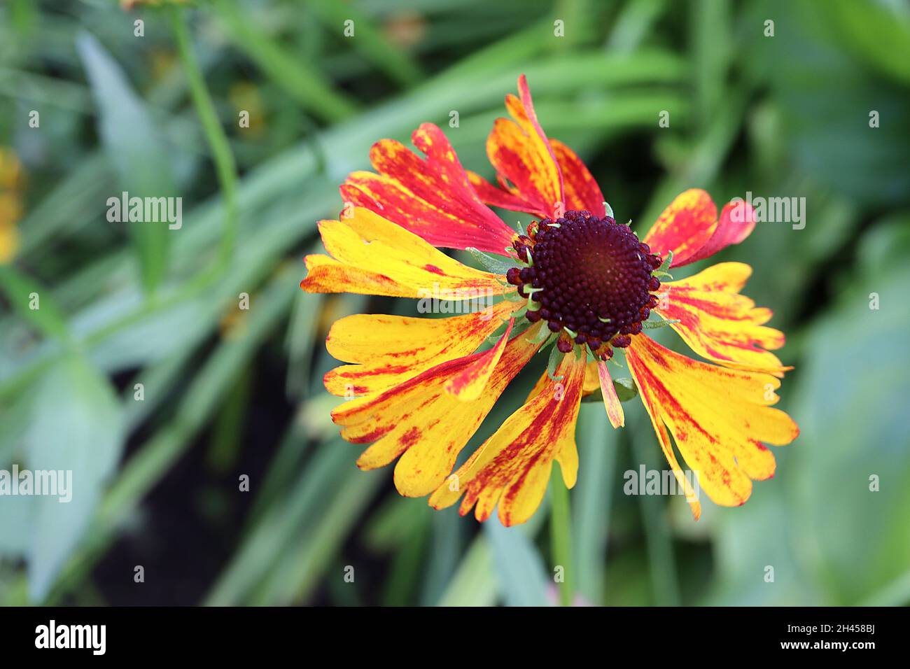 Helenium autumnale ‘Waltraut’ Niesen-Waltraut – glühende kupferorange Blüten, Oktober, England, Großbritannien Stockfoto