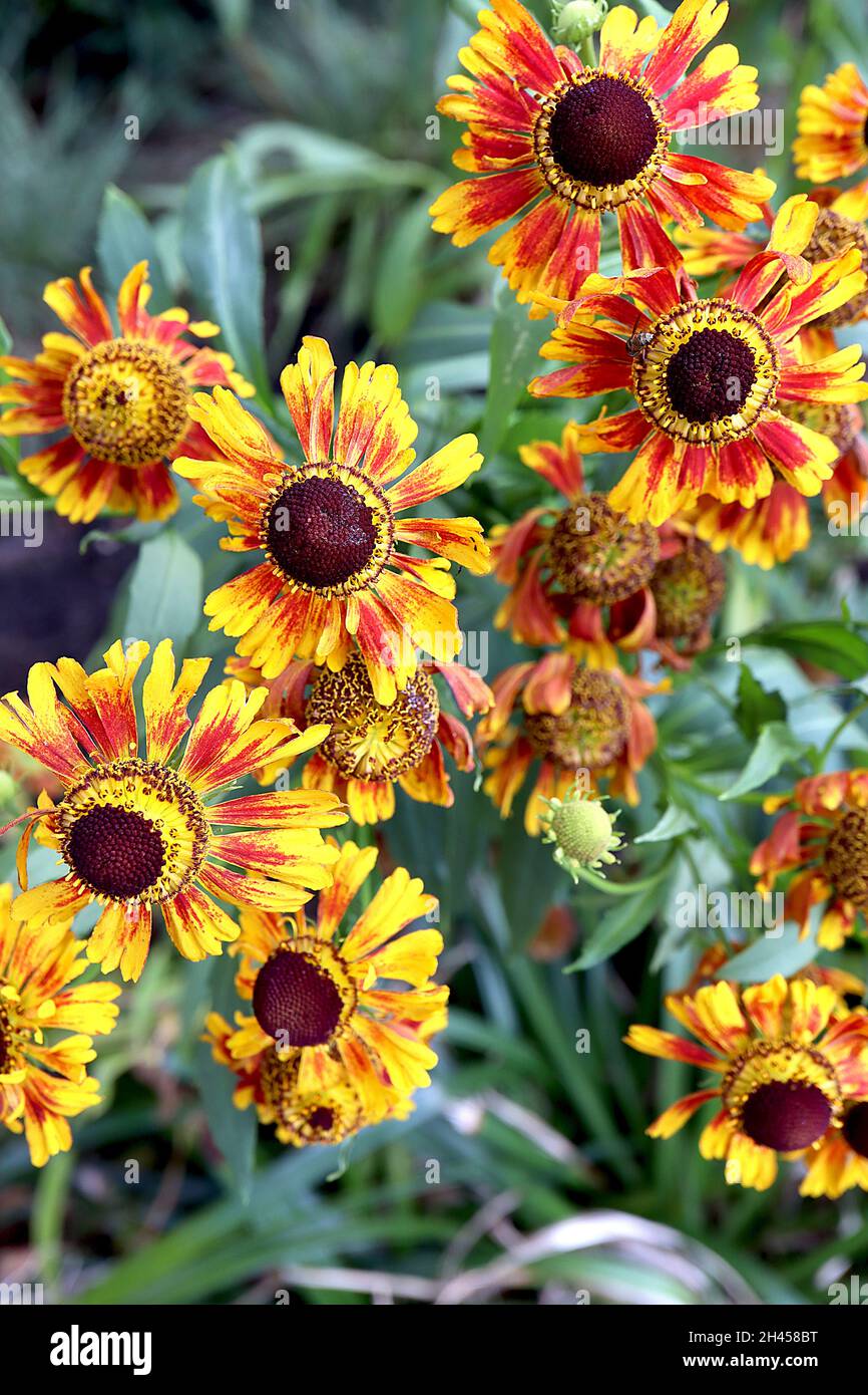 Helenium autumnale ‘Waltraut’ Niesen-Waltraut – glühende kupferorange Blüten, Oktober, England, Großbritannien Stockfoto