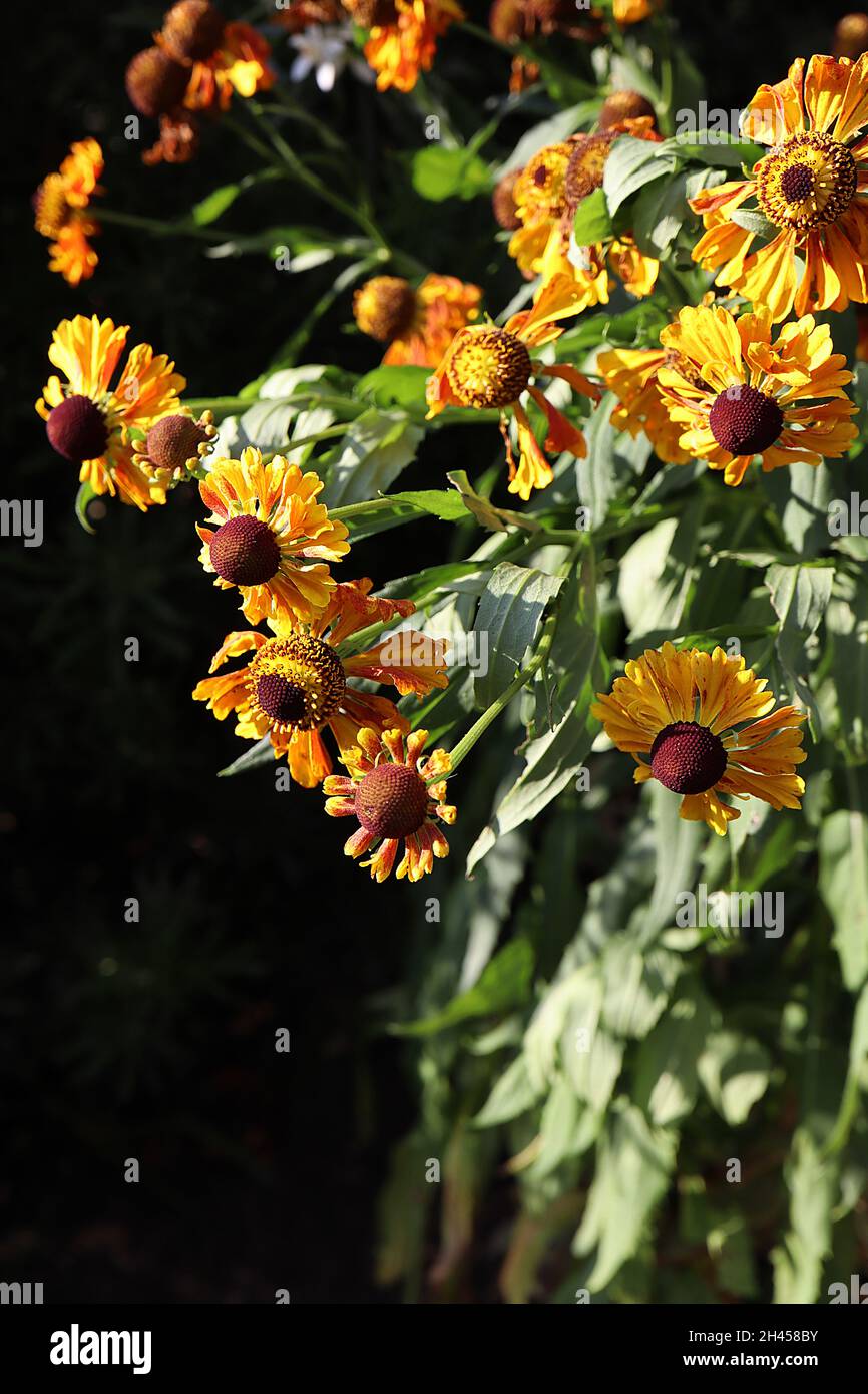 Helenium autumnale ‘Waltraut’ Niesen-Waltraut – glühende kupferorange Blüten, Oktober, England, Großbritannien Stockfoto
