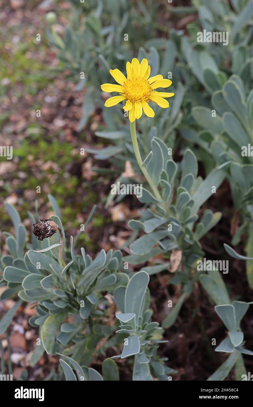Hertia cheirifolia barbary Ragweed – gelbe Gänseblümchen-ähnliche Blüten und graugrüne Spatulamblätter, Oktober, England, Großbritannien Stockfoto
