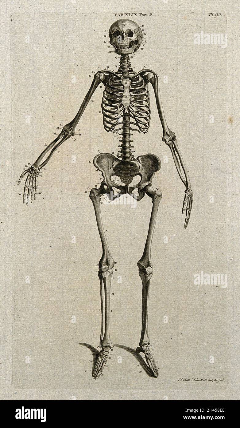 Skelett einer Frau: Vorderansicht. Linienstich von A. Bell nach J.-J. Die 1798-Jahre-Alt-In. Stockfoto
