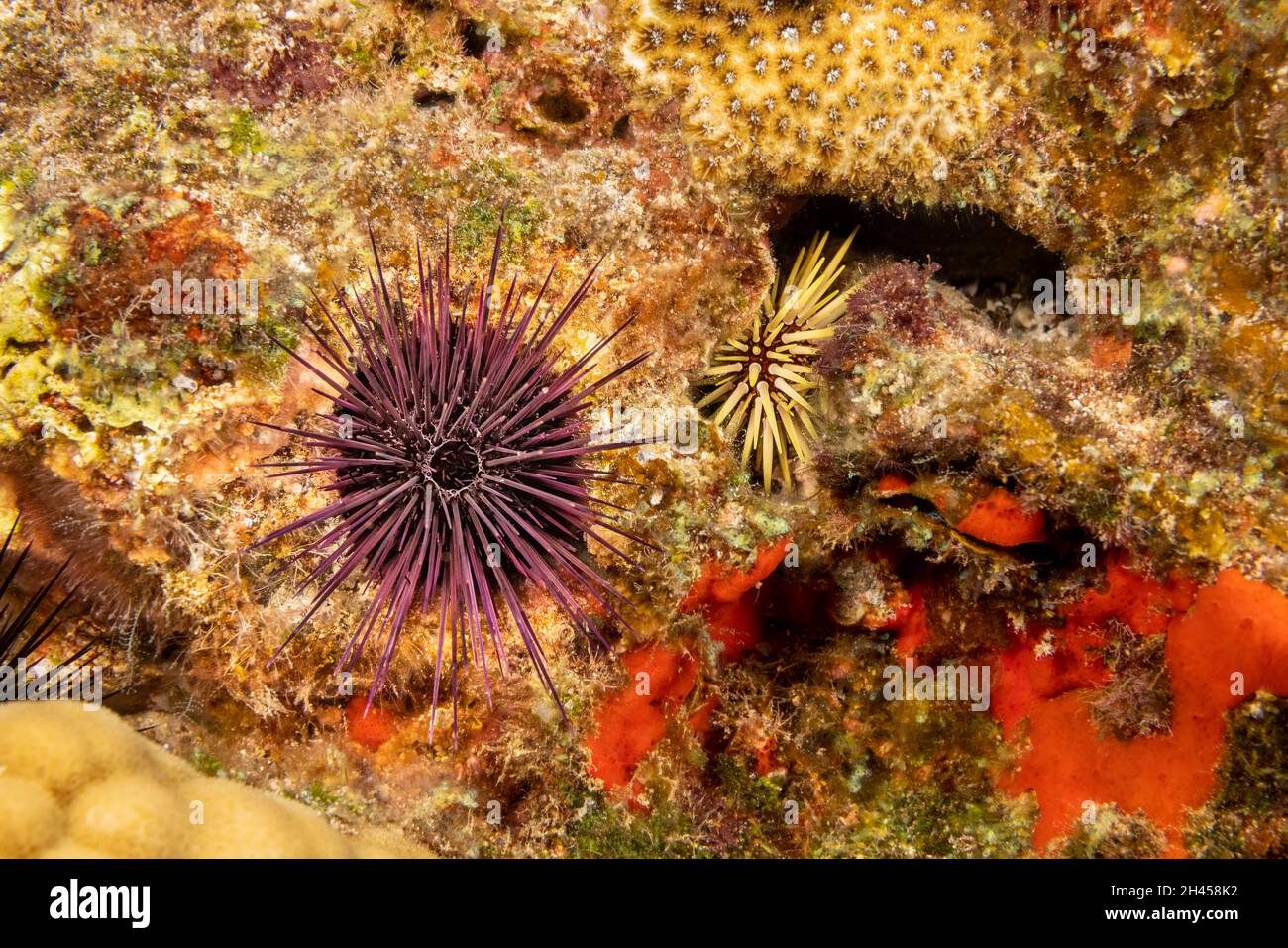 Hier sind zwei Arten von felsenbohrenden Seeigel abgebildet. Der Rücken im Spalt mit den dicken Dornen ist Echinometra mathaei, auch bekannt als Burrowi Stockfoto