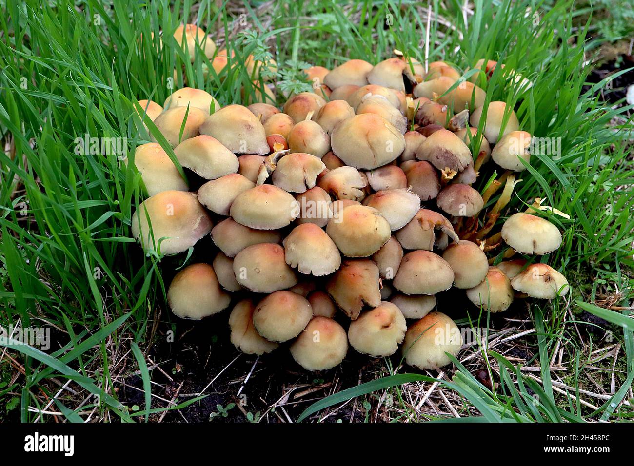 Hypholoma fasciculare Schwefeltuftpilz – enge Gruppe von halbkugelförmigen hellbraunen Pilzen mit orangebraunem Zentrum, Oktober, England, Großbritannien Stockfoto