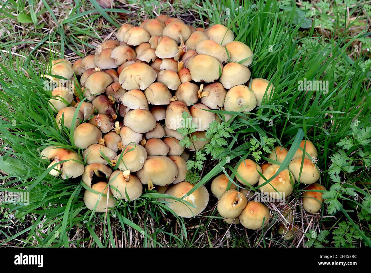 Hypholoma fasciculare Schwefeltuftpilz – enge Gruppe von halbkugelförmigen hellbraunen Pilzen mit orangebraunem Zentrum, Oktober, England, Großbritannien Stockfoto