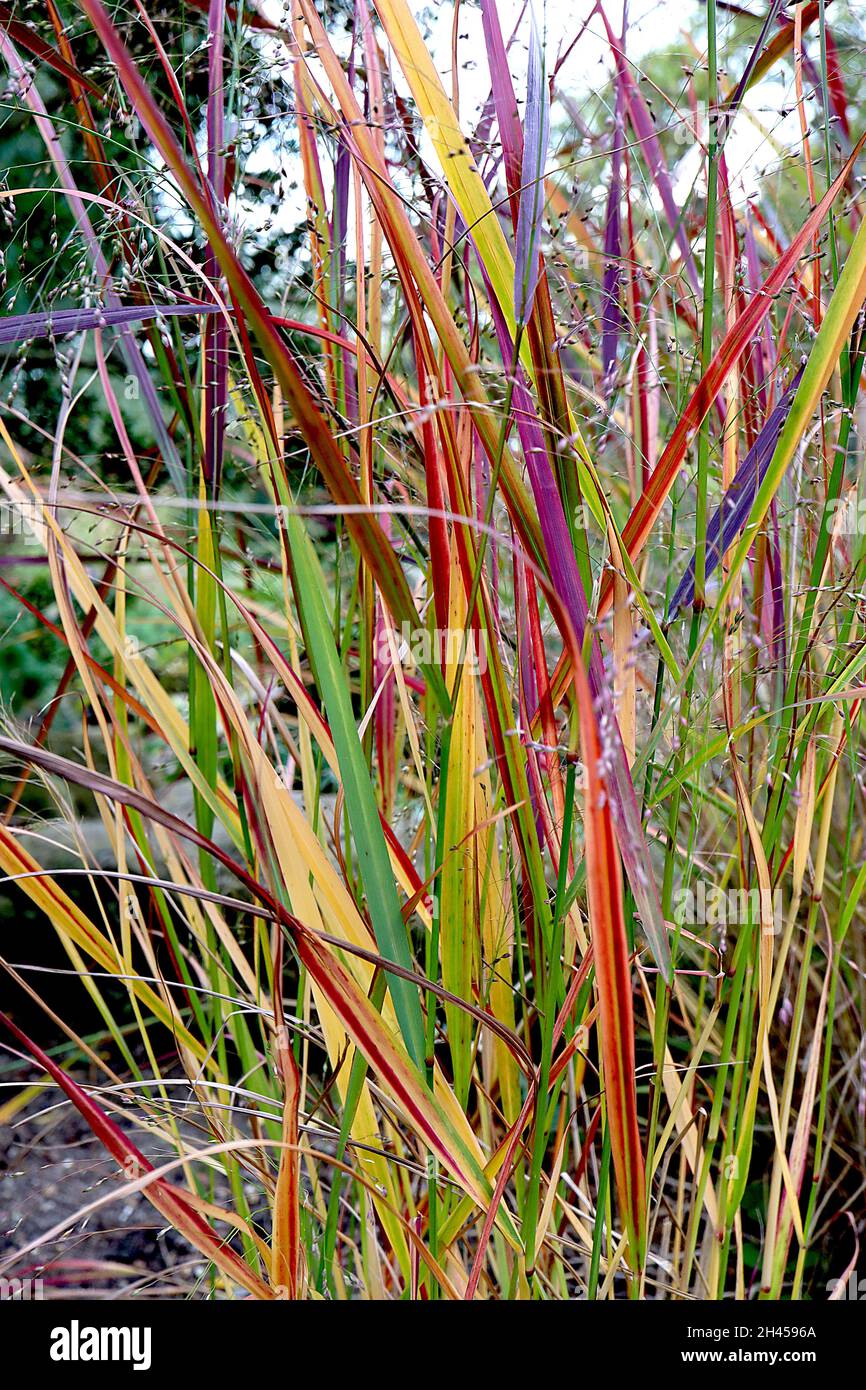 Imperata cylindrica ‘Red Baron’ cogon Grass Red Baron – kurzes zweifarbiger Grass mit mittelgrünen und tiefroten Blättern, Oktober, England, Großbritannien Stockfoto