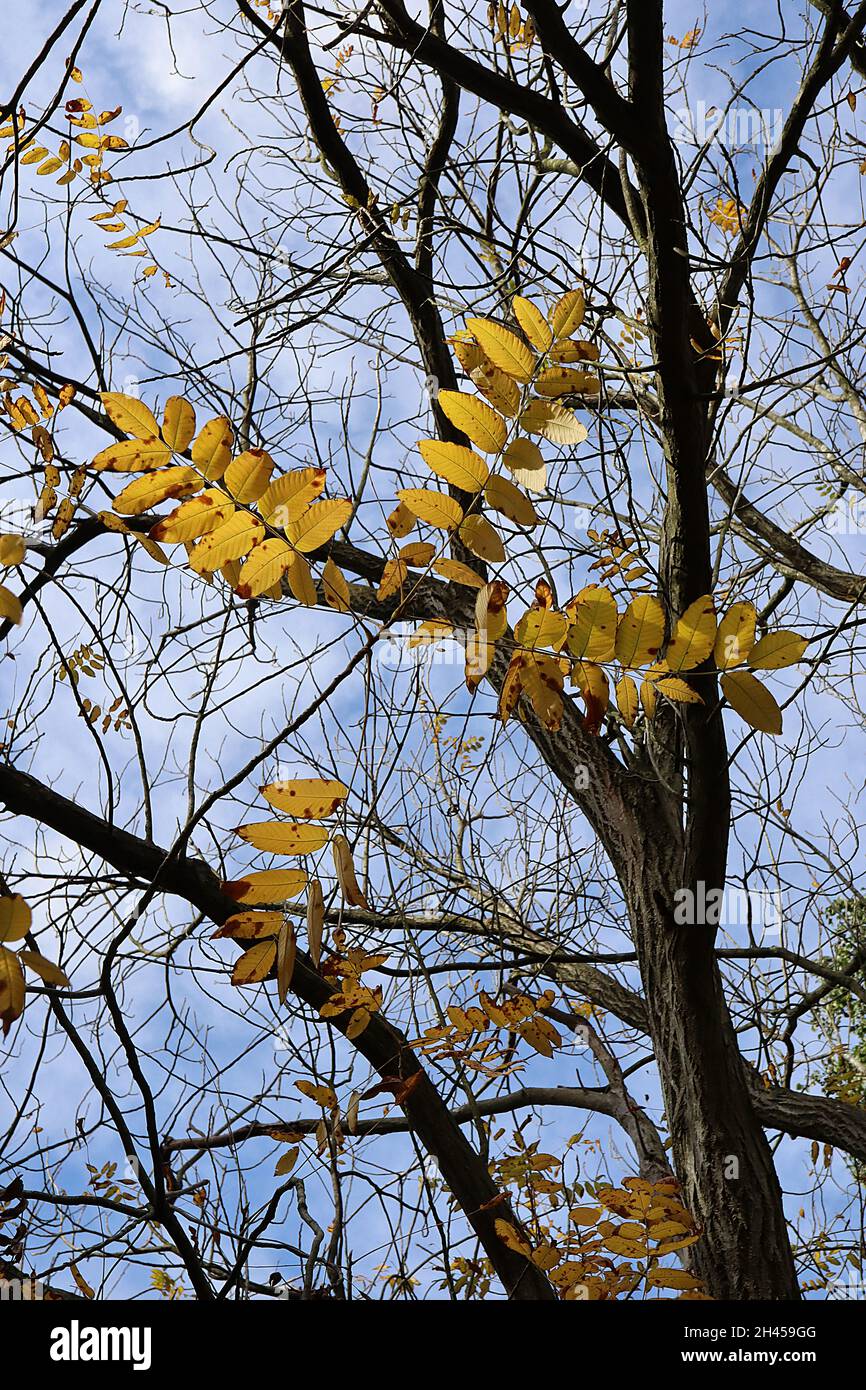 Juglans cinerea gelbe Butternuss – eiskierte gelbe gefiederte Blätter und hellgraue, schroffe Rinde, Oktober, England, Großbritannien Stockfoto