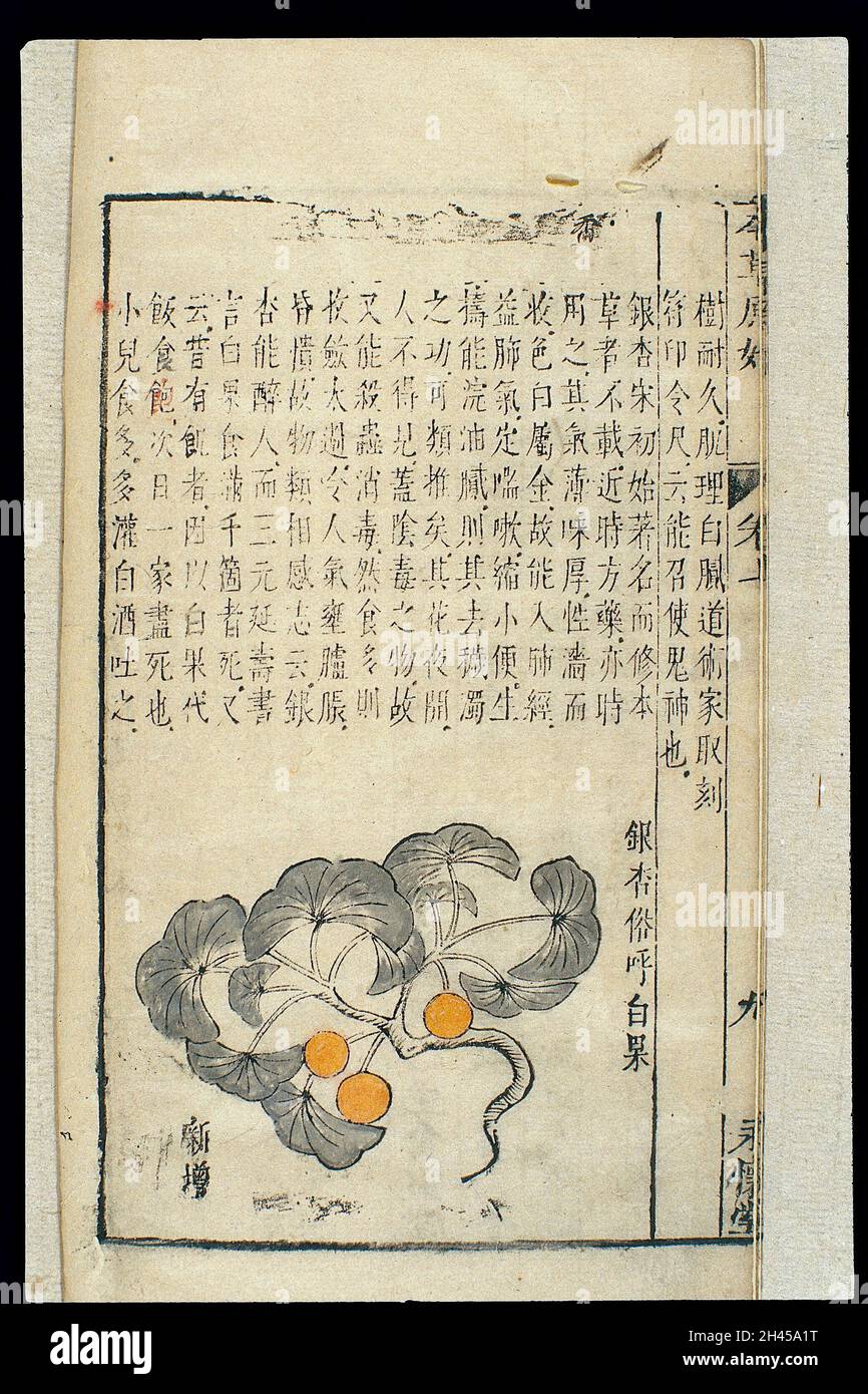 Chinesische materia Medica, C17: Pflanzliche Arzneimittel, Stockfoto