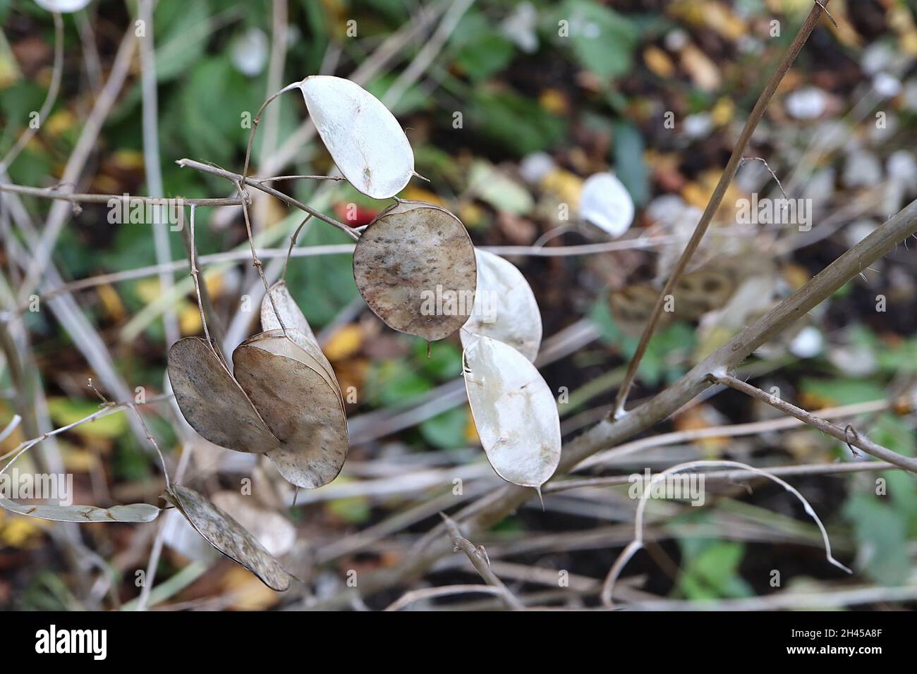 Lunaria annua annua annual Honesty – Round Buff translucent silicles, Oktober, England, Großbritannien Stockfoto
