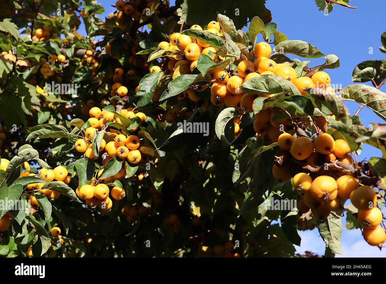 Malus x zumi ‘Golden Hornet’ Crabapple Golden Hornet – dichte Trauben von tiefgelben Früchten und dunkelgrünen glänzenden Blättern, Oktober, England, Großbritannien Stockfoto