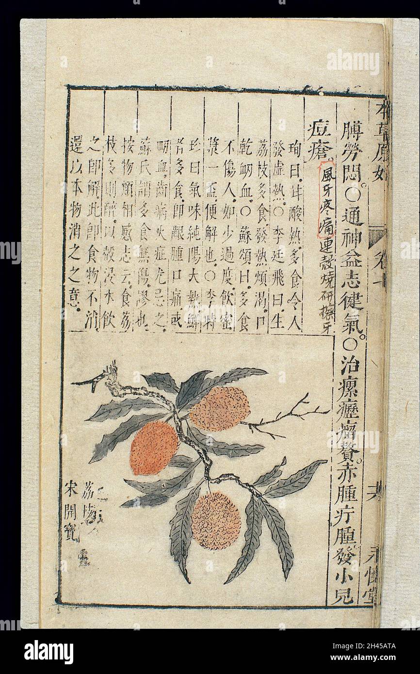 Chinesische materia Medica, C17: Pflanzenmedikamente, Lichee Stockfoto