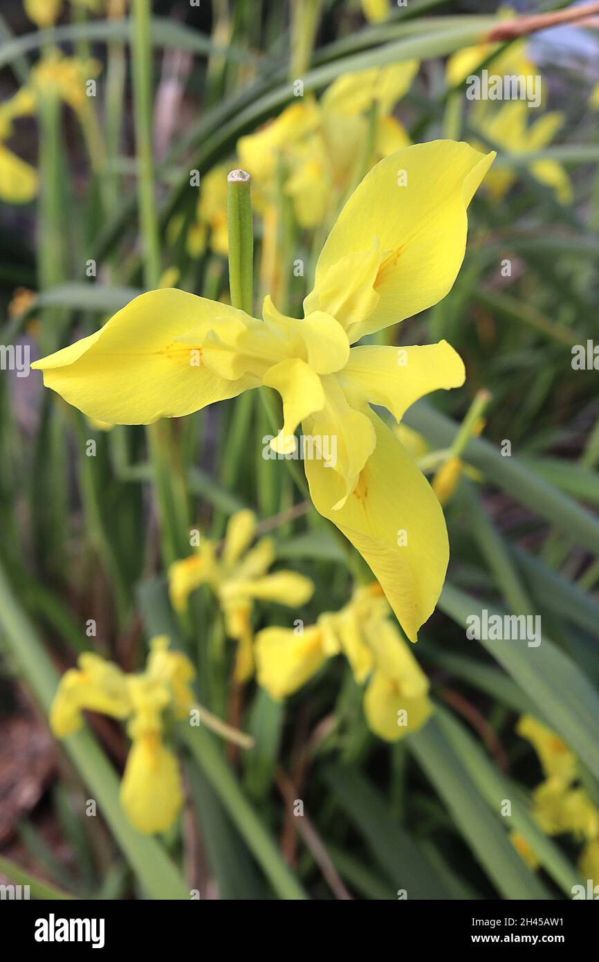 Moraea reticulata reticulated Cape tulip - gelbe, Iris-ähnliche Blüten mit kleinen braunen Basalmarkierungen, bandförmigen Blättern, hohen Stielen, Oktober, England Stockfoto