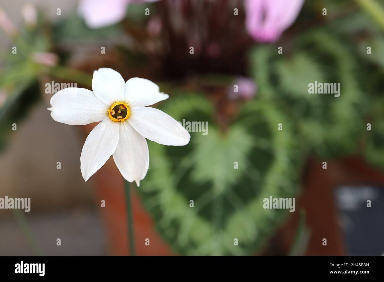 Narcissus serotinus Division 13 Botanischer Name nur späte Narzisse / Narzisse Herbstblühender Zwerg-Narzisse - weiße Blütenblätter und winziger gelber Becher, Stockfoto