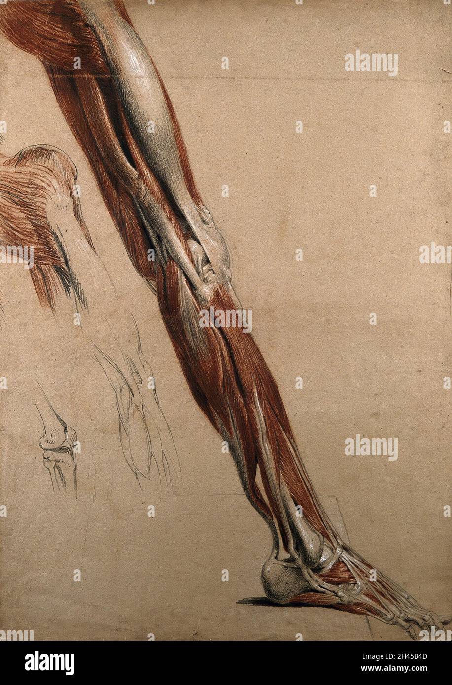 Rechter Beinabschluss und Fuß (lebensgroß), mit den Knochen, Muskeln und Sehnen, mit drei Skizzen des Kniegelenks. Rote Kreide- und Bleistiftzeichnung, mit Körperfarbe, von C. Landseer, ca. 1815. Stockfoto