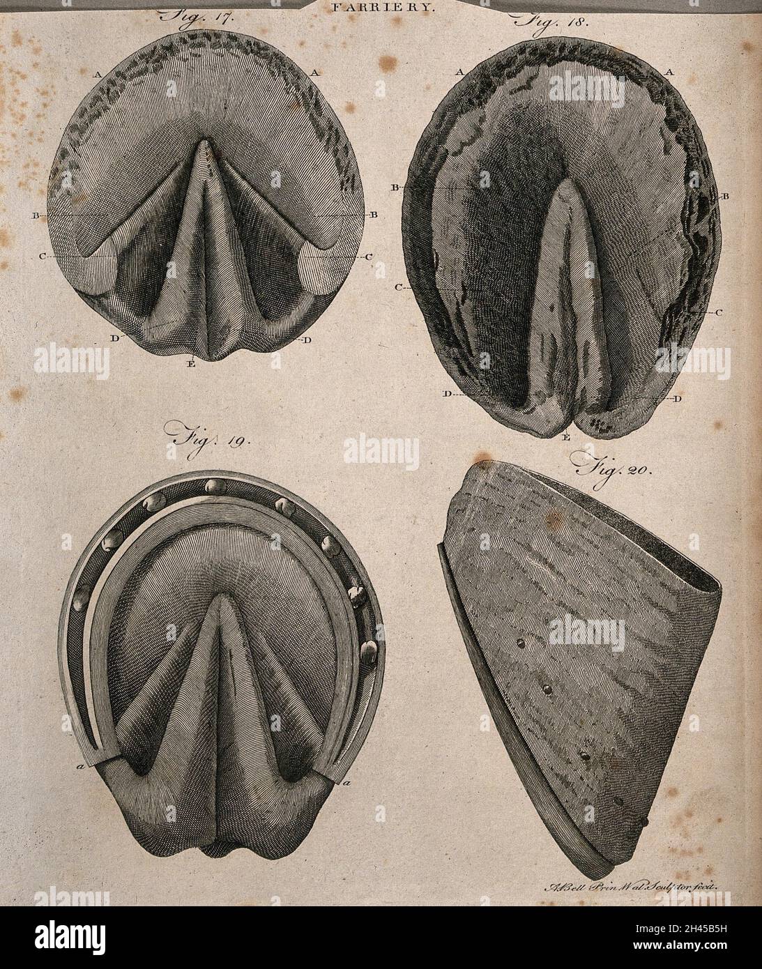 Hufe der Pferde: Vier Figuren, die die Anatomie des Fußes eines Pferdes zeigen, sowohl mit als auch ohne Schuhe. Linienstich mit Radierung von A. Bell, 1770/1800? Stockfoto Hufe der Pferde: Vier Figuren, die die Anatomie des Fußes eines Pferdes zeigen, sowohl mit als auch ohne Schuhe. Linienstich mit Radierung von A. Bell, 1770/1800? Stockfoto
