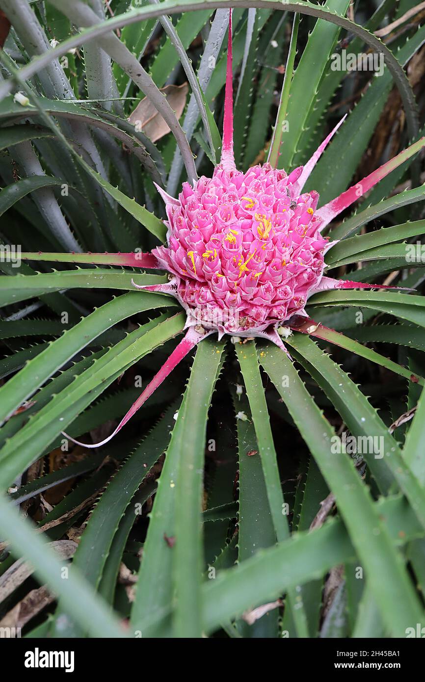 Ochagavia carnea Tresco rhodostachys – dicht gepackte mittelrosa röhrenförmige Blüten inmitten langer und enger dunkelgrüner stacheliger Basalblattrosette, Oktober Stockfoto