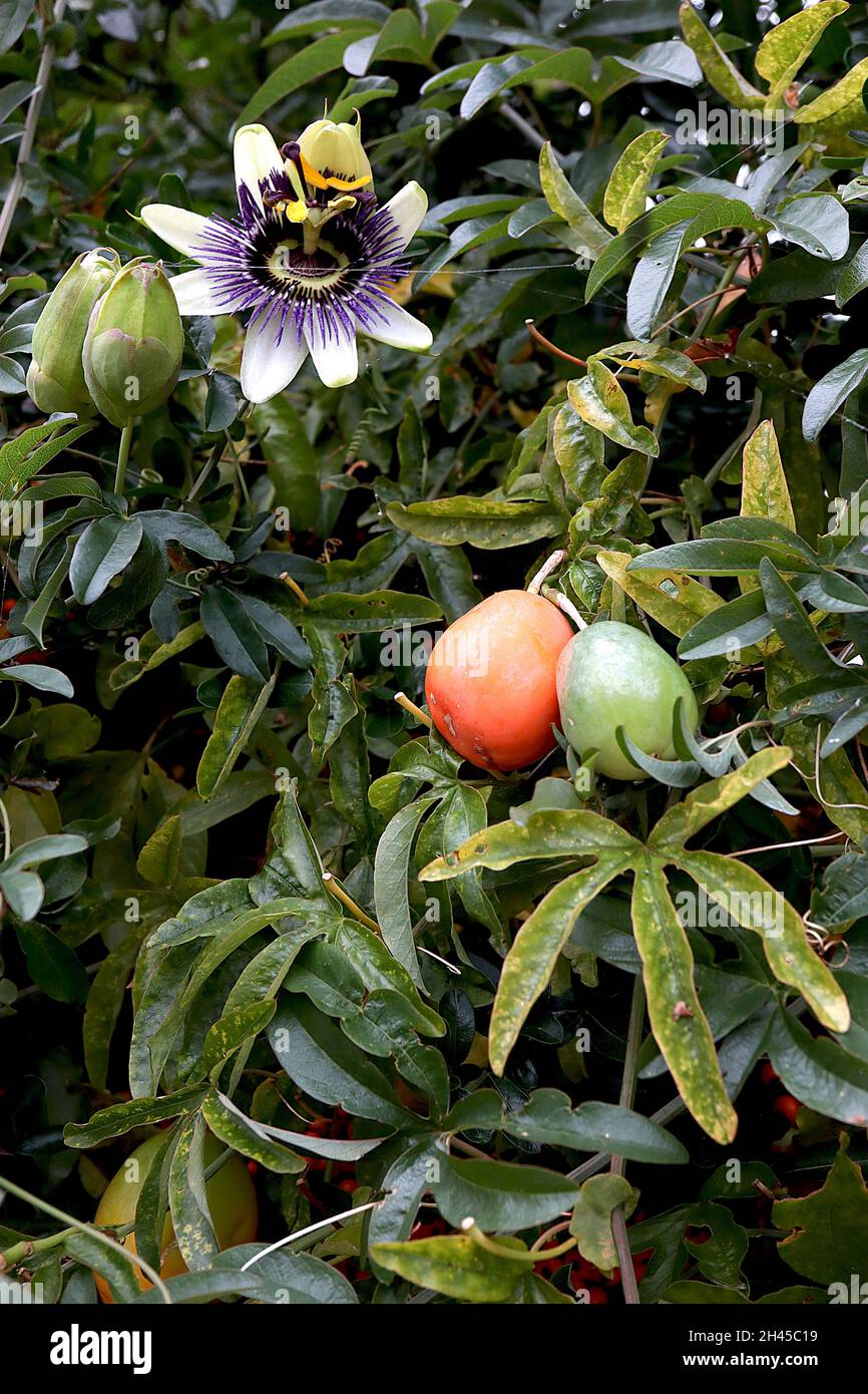 Passiflora caerulea blaue Passionsblume – grüne und orange eiförmige Früchte, weiße Kelchblätter, violette radiale Koronafilamente, gelbe Staubblätter, braune Narben, Stockfoto