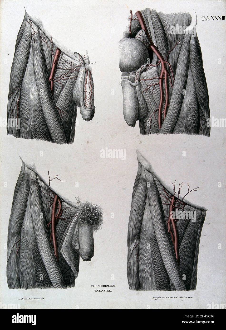 Sektionen der männlichen Genitalien und der Oberschenkel: Vier Figuren, die Arterien und Blutgefäße sind rot markiert. Kolorierte Lithographie von J. Roux, 1822. Stockfoto Sektionen der männlichen Genitalien und der Oberschenkel: Vier Figuren, die Arterien und Blutgefäße sind rot markiert. Kolorierte Lithographie von J. Roux, 1822. Stockfoto