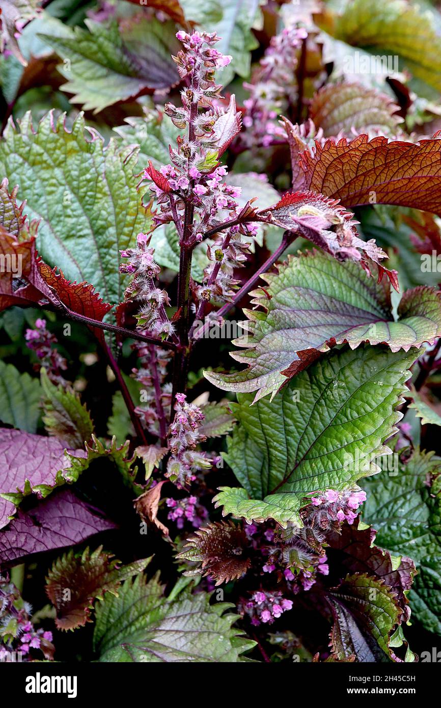 Perilla frutescens var crispa purple shiso – aufrechte Trauben winziger mittelrosa Blüten, dunkelgrüne Blätter mit violetten Blattrücken, Stockfoto