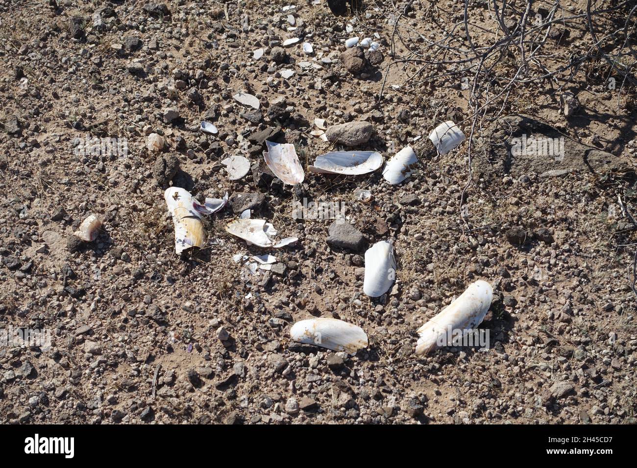 Entsorgte Süßwasser-Musscle-Muscheln Stockfoto