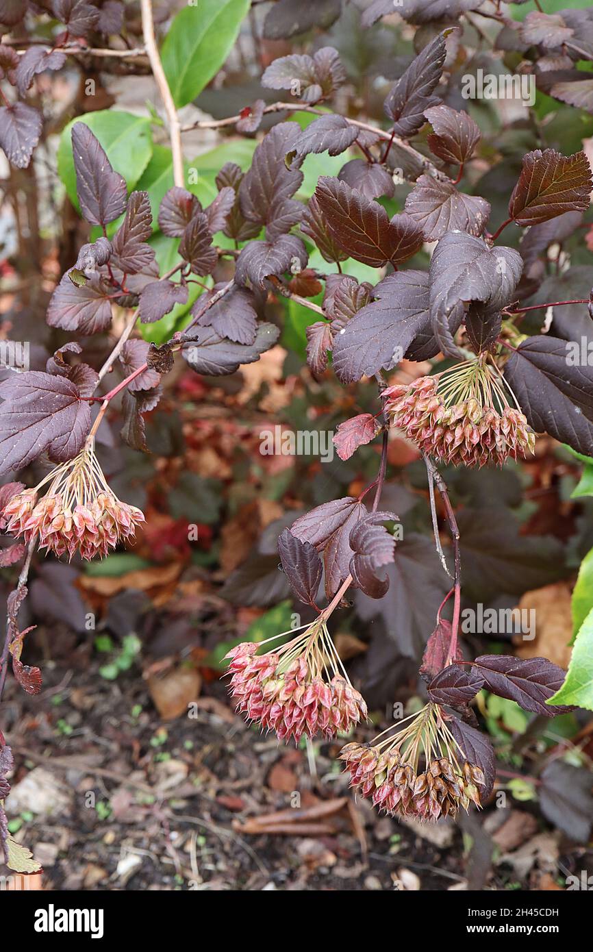 Physocarpus opulifolius ‘Midnight’ Ninebark Midnight – hängende getrocknete Blütenstände und lila burgunderrote Blätter, Oktober, England, Großbritannien Stockfoto
