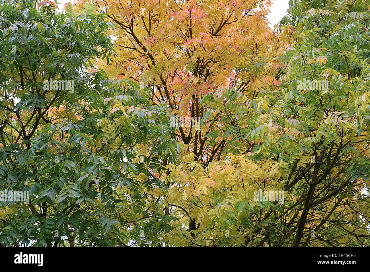 Pistacia chinensis Chinesische Pistazie – Masse aus lanzförmigen, gefiederten gelben, orangen und grünen Blättern, Oktober, England, Großbritannien Stockfoto