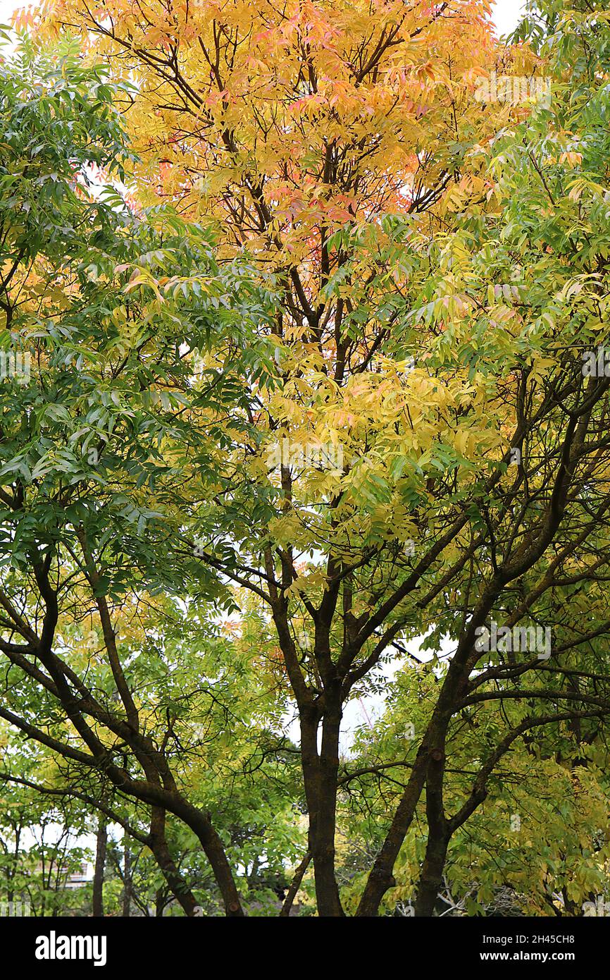 Pistacia chinensis Chinesische Pistazie – Masse aus lanzförmigen, gefiederten gelben, orangen und grünen Blättern, Oktober, England, Großbritannien Stockfoto