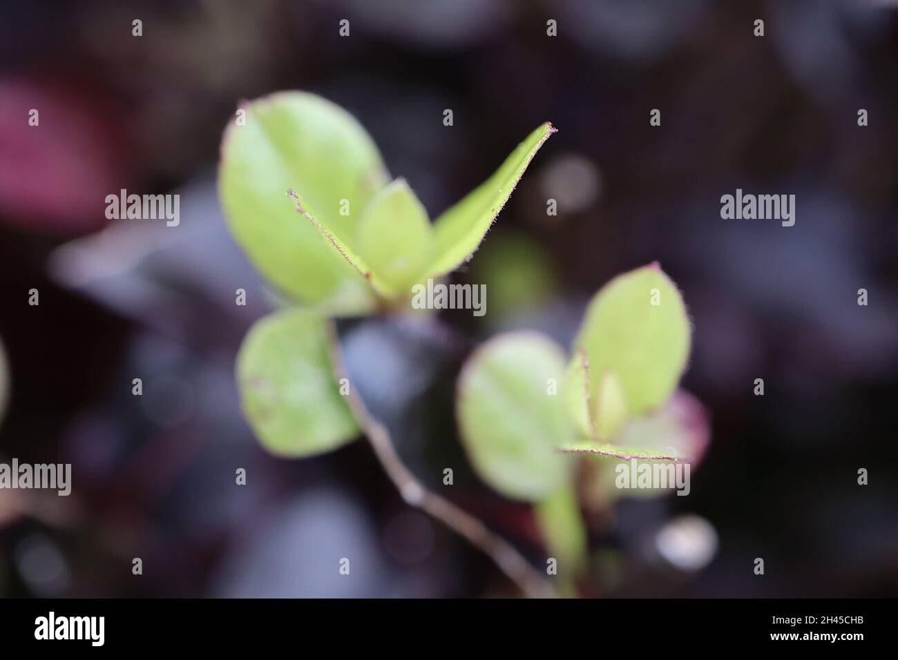 Pittosporum tenuifolium ‘Tom thumb’ Kohuhu Tom thumb – Nahaufnahme von glänzend geschwungenen kleinen hellgrünen Blättern mit roten Rändern Stockfoto