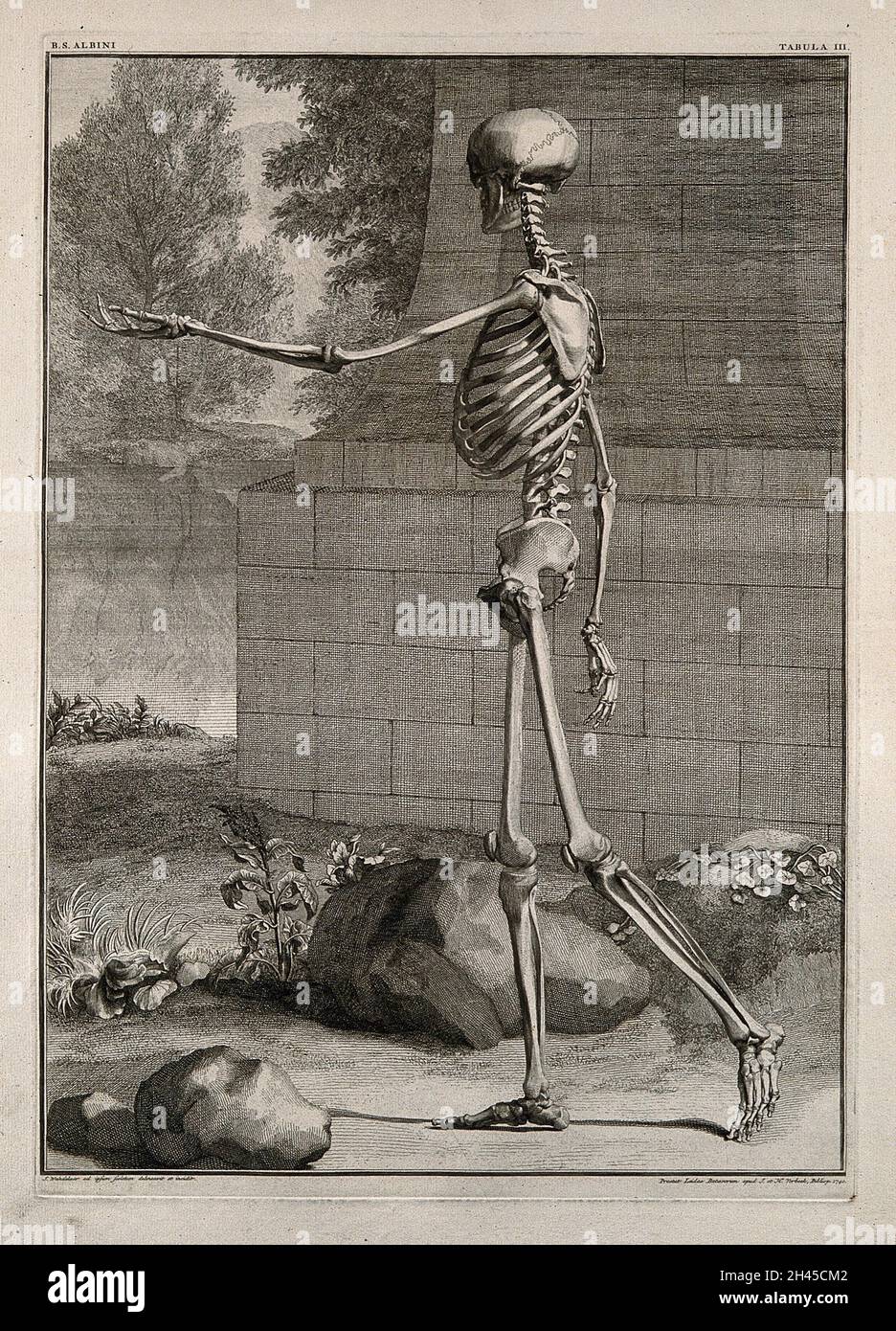 Ein Skelett, Seitenansicht, Gehen mit ausgestreckten linken Arm. Linienstich von J. Wandelaar, 1740. Stockfoto