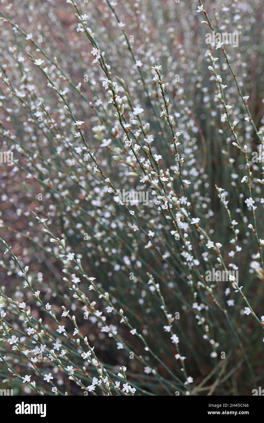 Polygonum scoparium Knoweed Knograss – Trauben von winzigen weißen Blüten auf geradlinigen Stielen, Oktober, England, Großbritannien Stockfoto
