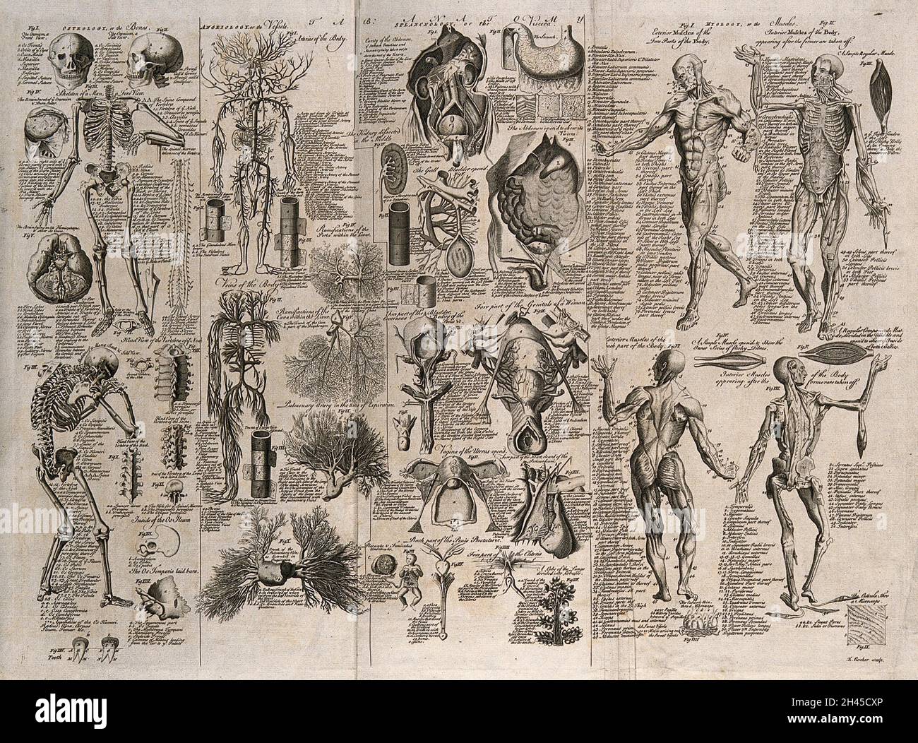 Anatomische Figuren: Enthält Ecorché-Figuren, Details des Skeletts, des Kreislaufsystems, der inneren und reproduktiven Organe. Gravur von E. Rooker, 1740/1770? Stockfoto Anatomische Figuren: Enthält Ecorché-Figuren, Details des Skeletts, des Kreislaufsystems, der inneren und reproduktiven Organe. Gravur von E. Rooker, 1740/1770? Stockfoto