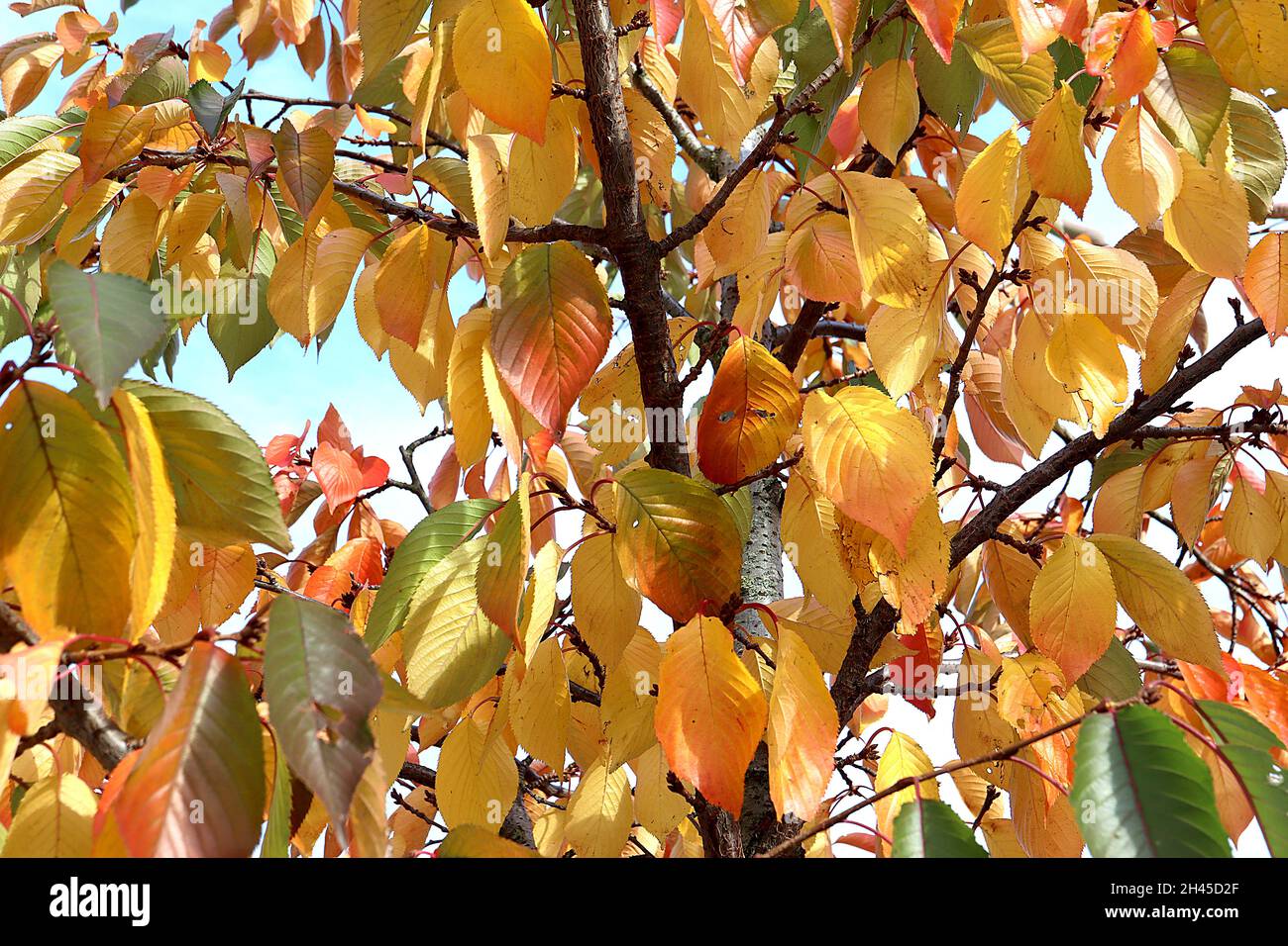 Prunus x yedoensis Yoshino Kirschbaum - Herbstblätter in den Farben gelb, orange, rot und grün geädert, Oktober, England, Großbritannien Stockfoto