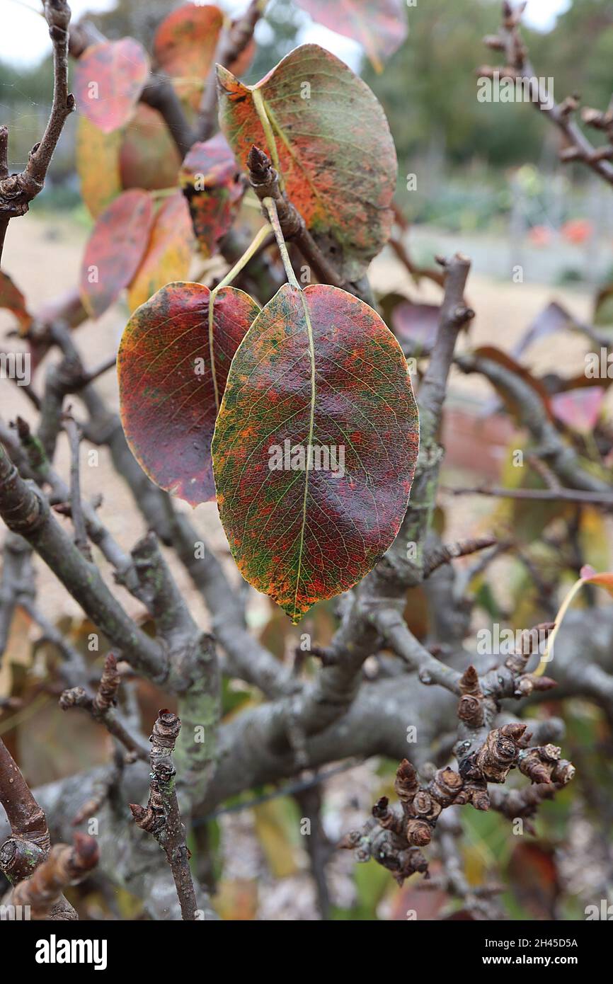 Pyrus communis ‘Black Worcester’ Birne Black Worcester - glänzende, ovatfarbene und dunkelrote Blätter, Oktober, England, Großbritannien Stockfoto