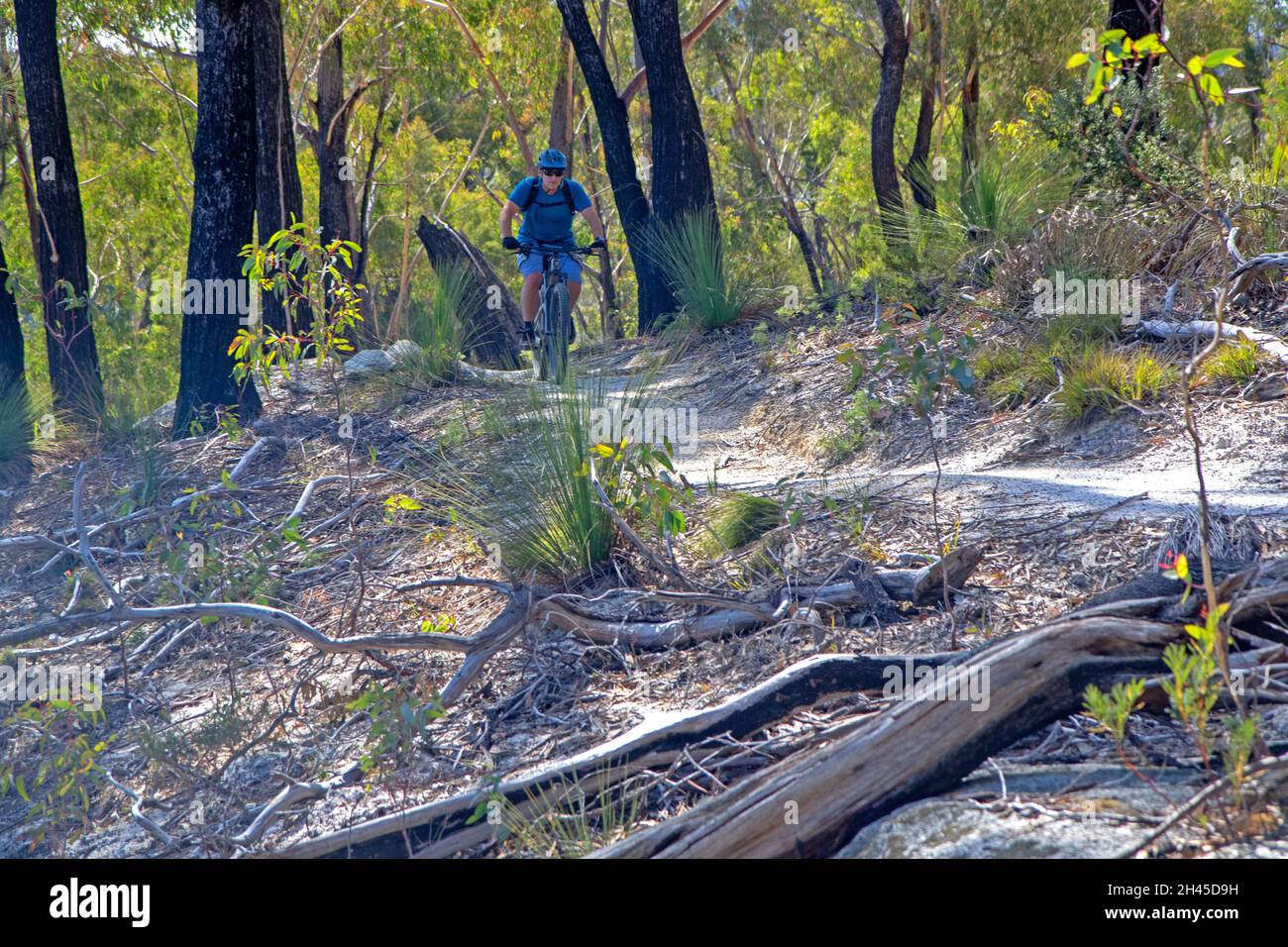 Mountainbiken auf dem Bay of Fires Trail, St. Helens Stockfoto