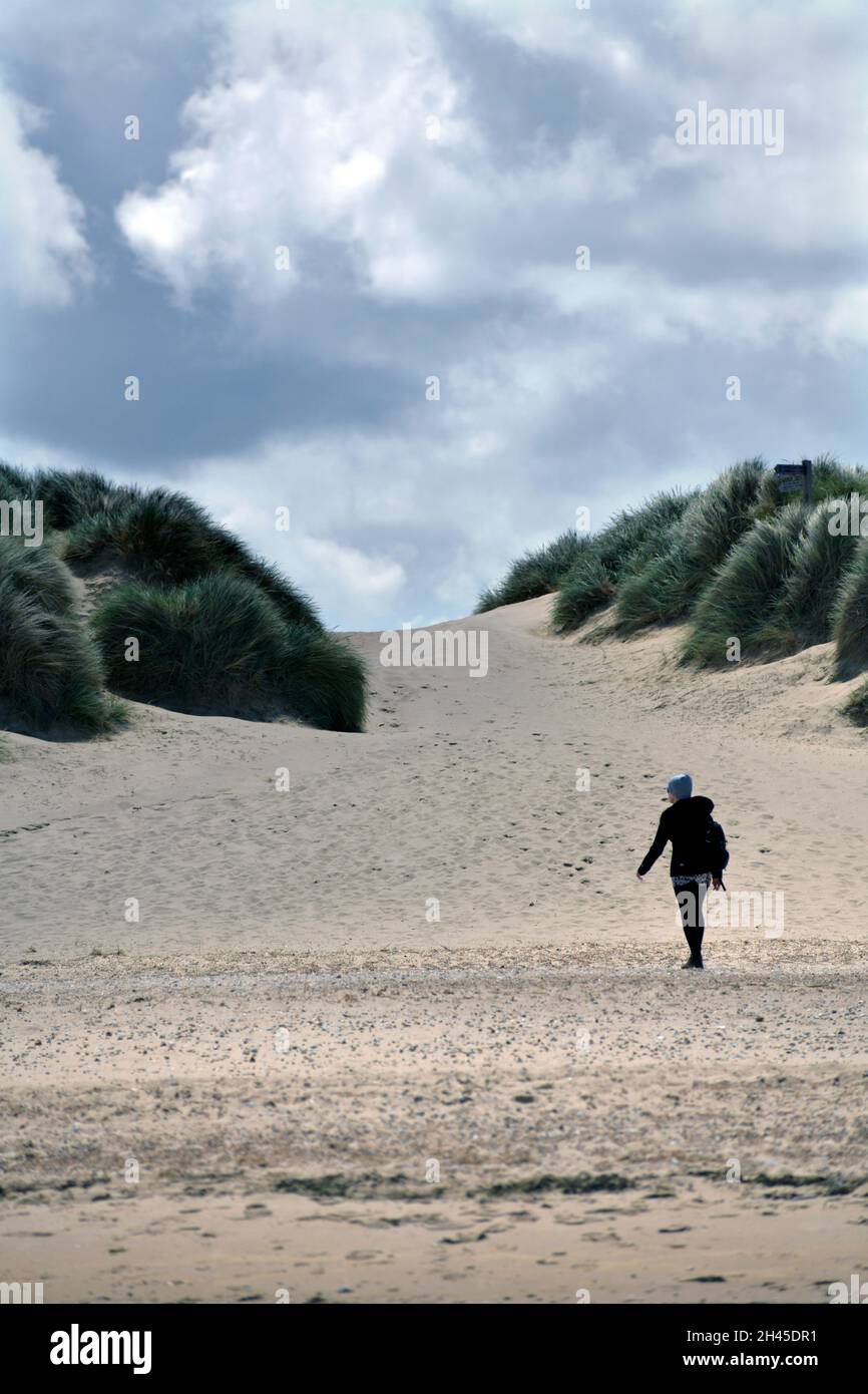 Einsame Weibchen, die in Sanddünen bei burnham Ovar im Norden von norfolk england wandern Stockfoto