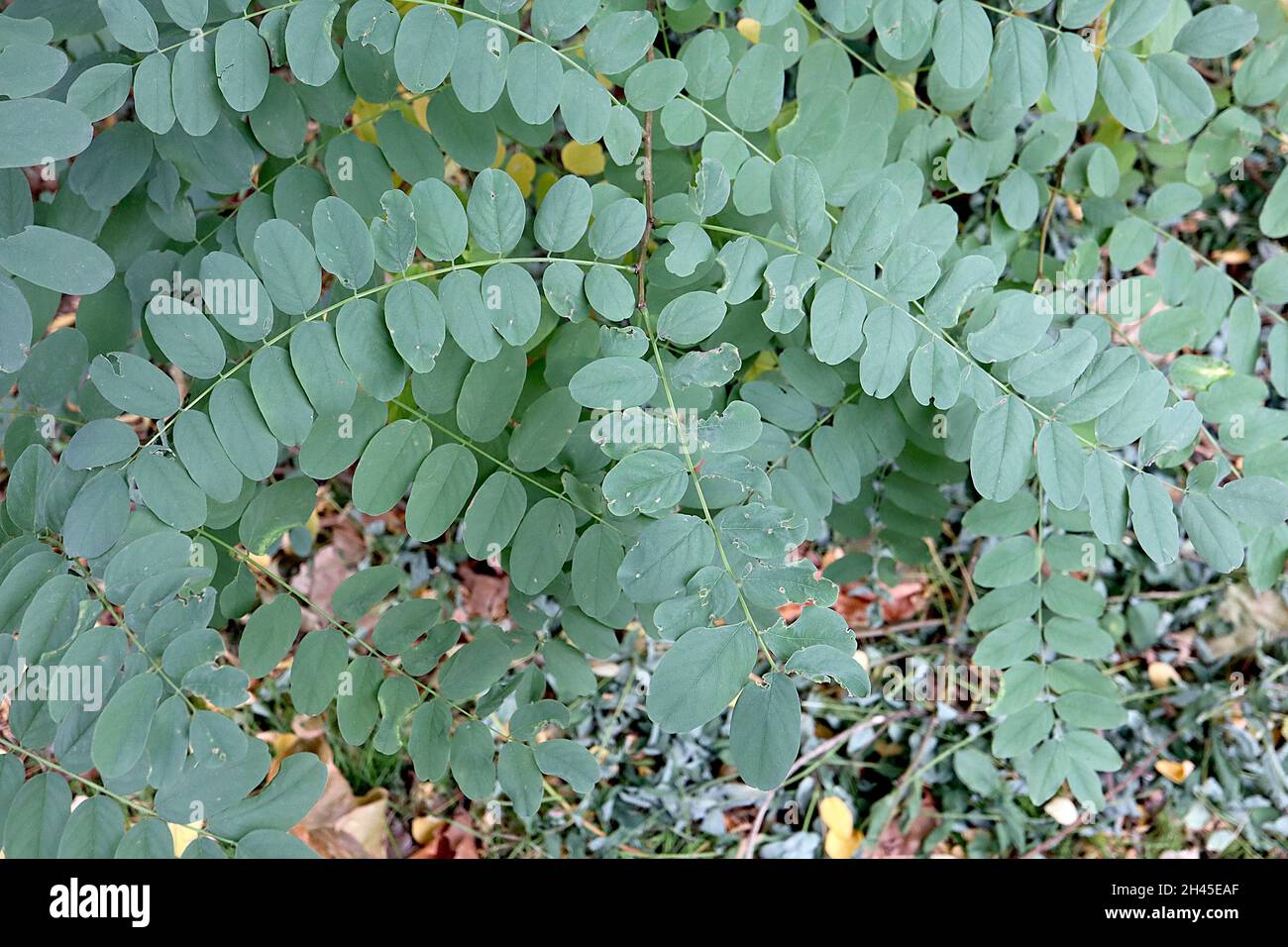 Robinia pseudoacacia schwarze Heuschrecke – mittelgrüne obovate Blätter, Oktober, England, Großbritannien Stockfoto