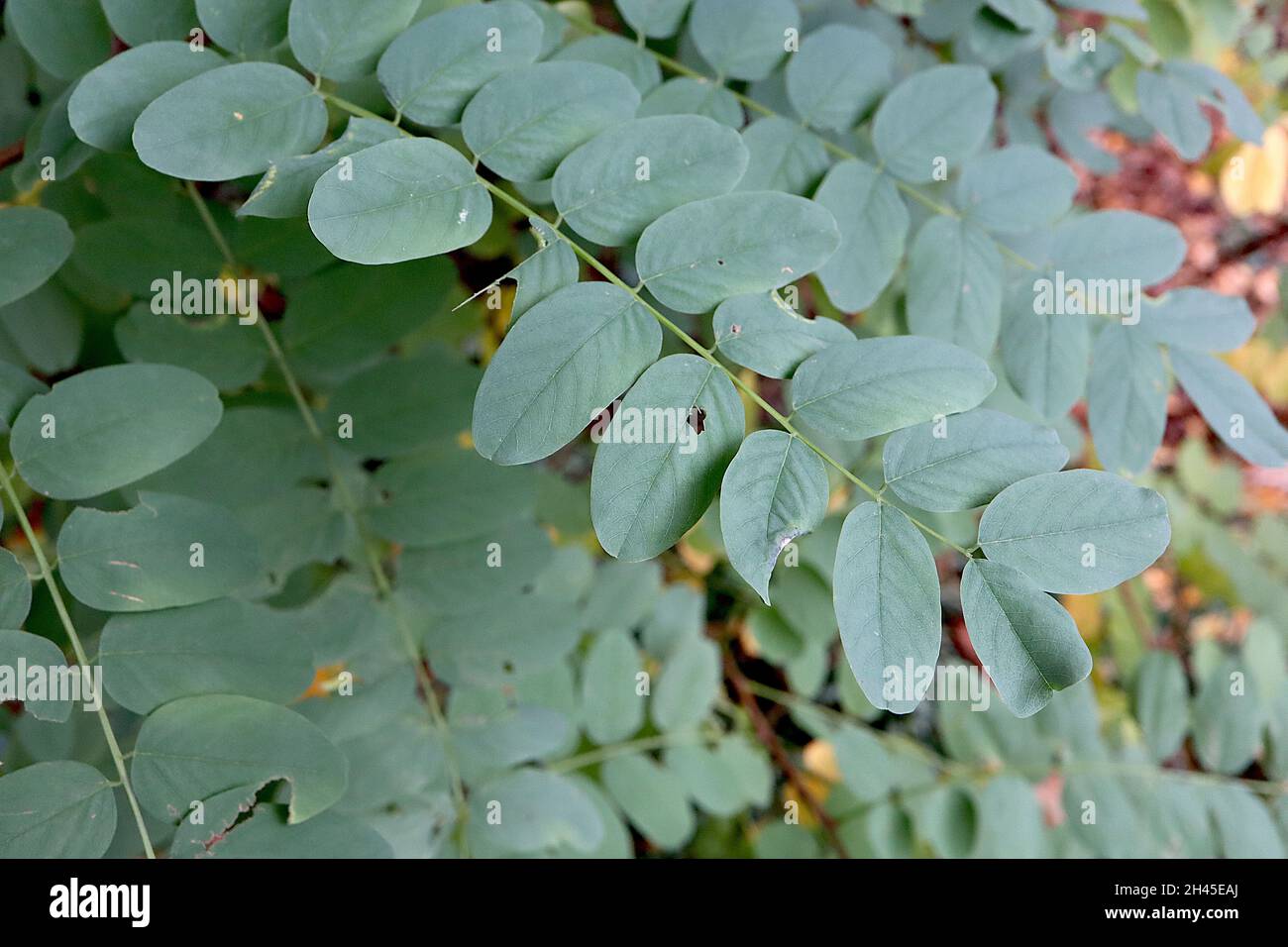 Robinia pseudoacacia schwarze Heuschrecke – mittelgrüne obovate Blätter, Oktober, England, Großbritannien Stockfoto