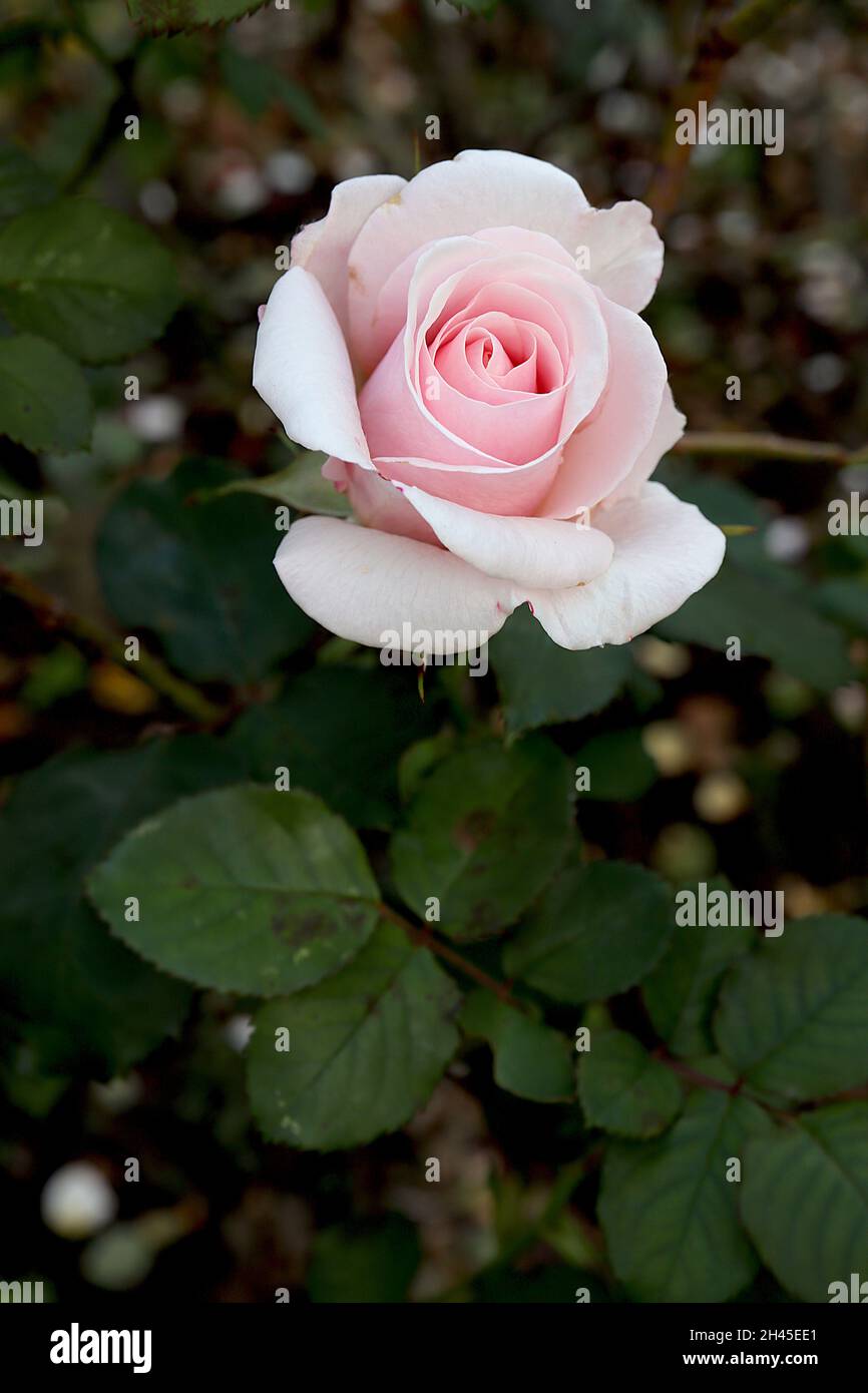 Rosa ‘Belmonte’ (Floribunda Rose) Rose Belmonte – doppelte hellrosa Blüten, Oktober, England, Großbritannien Stockfoto