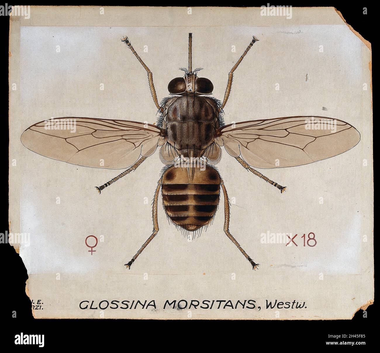 Eine Tsetsefliege (Glossina morbitans). Farbige Zeichnung von A.J.E. Terzi. Stockfoto